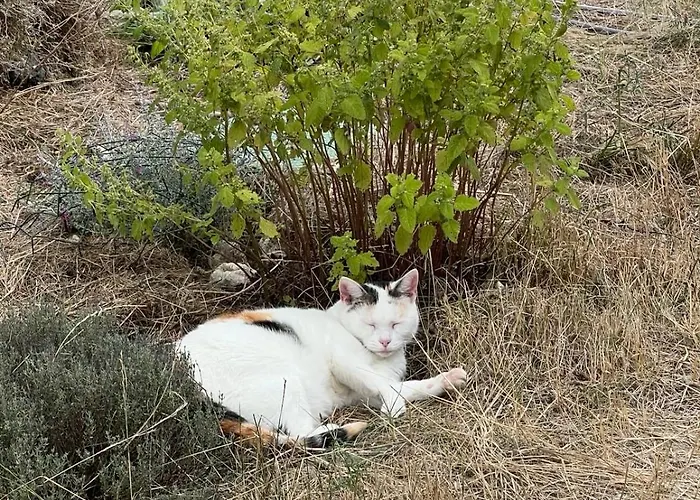 La Vesarnie * Montaigu-de-Quercy